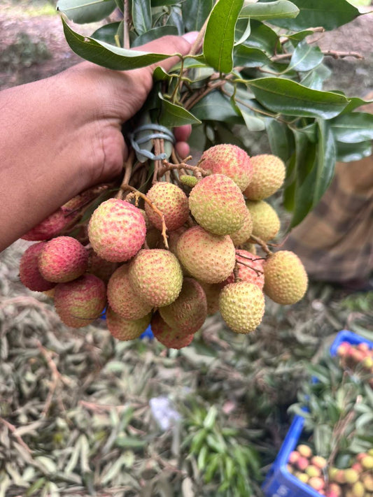Ashol China 3 Lychee - চায়না ৩ লিচু