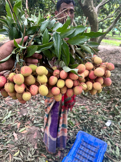 Ashol China 3 Lychee - চায়না ৩ লিচু